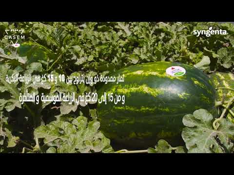 Hercules Product Video - Morocco