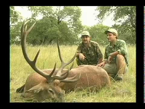download lagu mp3 mp4 Red Stag Deer In Texas, download lagu Red Stag Deer In Texas gratis, unduh video klip Red Stag Deer In Texas