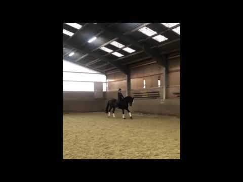 Braune Stute Baronesse von Diamond Hit aus der Sissi