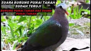 Download lagu SUARA PIKAT ‼️burung punai tanah suara slow untuk jantan dan betina mp3