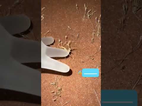 شاهد لحظة لدغ العقرب