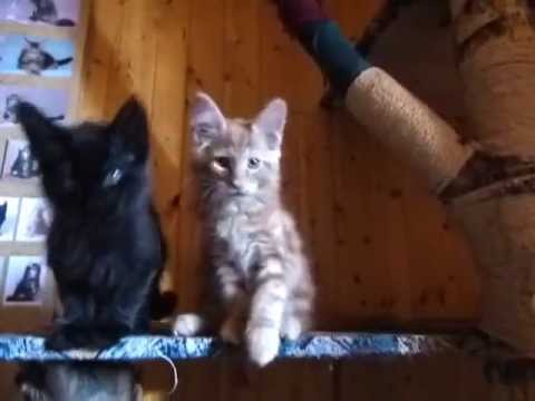 Magnat XXXL*RUS 2,5 month