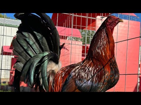 Penny Hatch Albany Tony Mtz Red Newark Farm Beautiful Birds