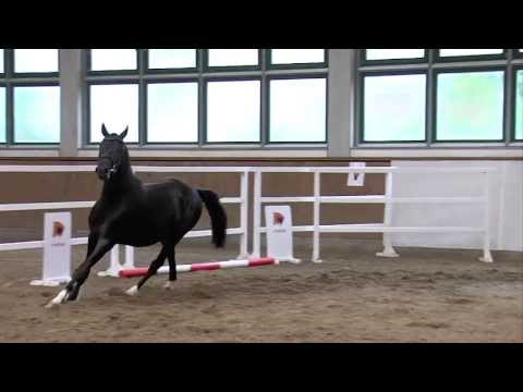 59. JH v. Diarado - Brandenburger (Körkollektion SDB 2013)