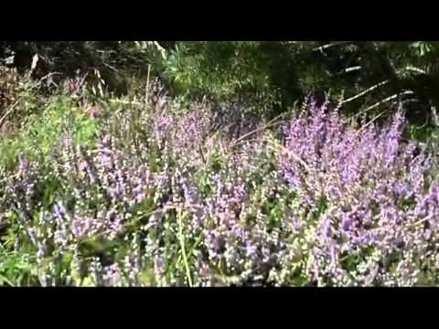 Cazare Brasov Pensiuni - Cazat.ro