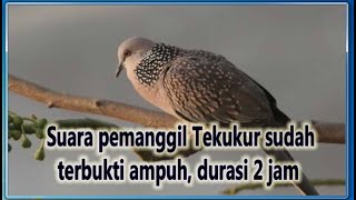 Download lagu Suara Pancingan Tekukur Paling Ampuh durasi 2 jam mp3