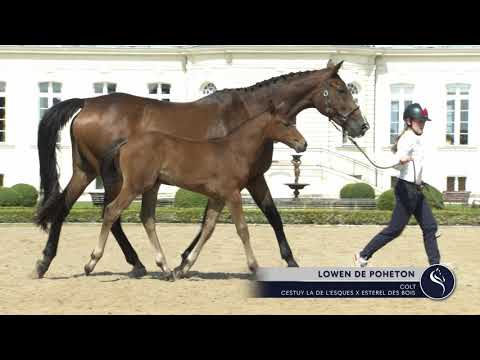 Lowen de Poheton (CESTUY LA DE L'ESQUES x ESTEREL DES BOIS) - colt