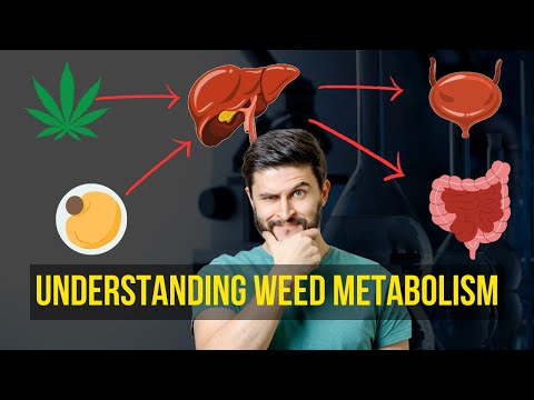 THC Metabolism Explained: How Our Body Processes and Removes Marijuana