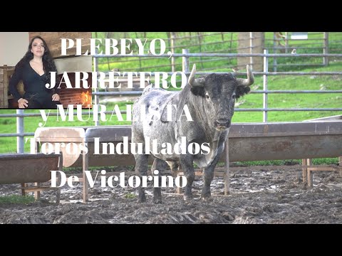 🏅PLEBEYO, JARRETERO y MURALISTA 3 Toros de Lidia Indultados de Victorino CON EDAD