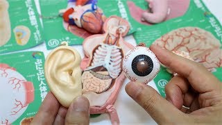ASMR Squishy #192 Human Anatomy Model Squeeze Collection