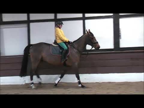 Stadado 4j. v. Stakkato Gold mit Linnea