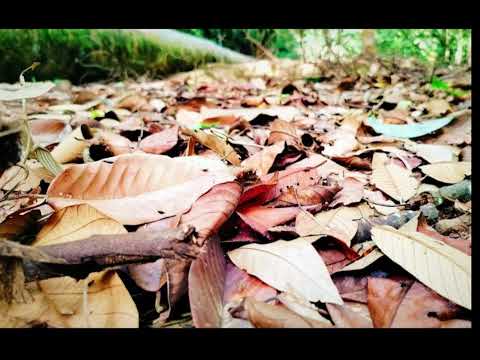 KU KENE DEMO...(KARAOKE)