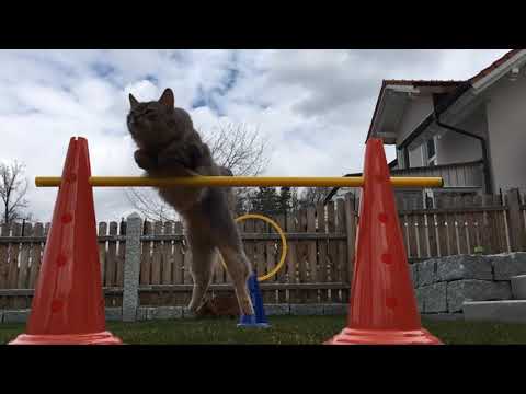 Cat Agility Heavy & Elino
