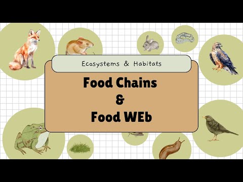 Understanding Food Chains & Food Webs | BioSpeaks: Energy Flow in Ecosystems Explained