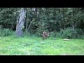 15th May 2024 Patch Buck
