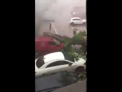 MALTEMPO: in diretta la caduta di un albero. Le previsioni di oggi in dettaglio Nord, Centro e Sud