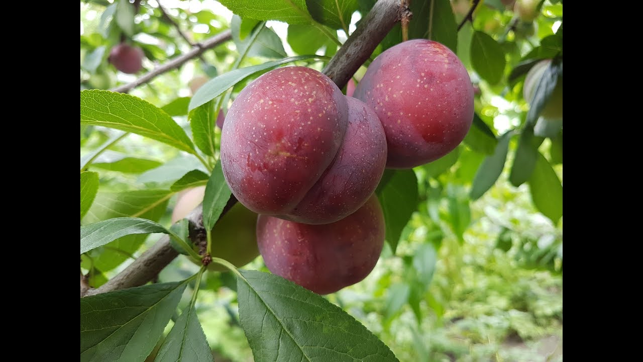 Алыча Десертная ранняя