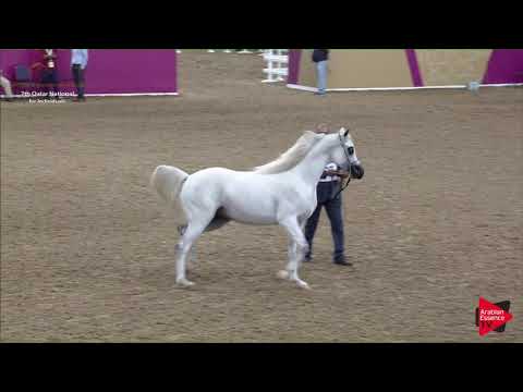 N.266 AGAAB ALSHAQAB - 2019 Qatar Individuals - Stallions 4 to 6 Years Old (Class 10A) .mp4