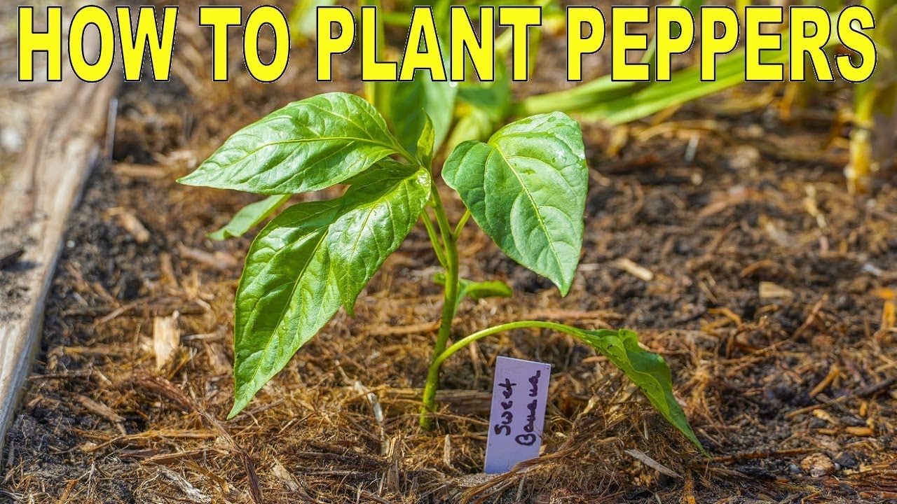 How To Plant Peppers | Complete Guide to Transplanting and Fertilizing - YouTube