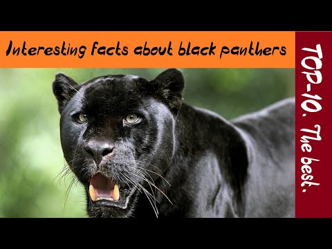 TOP-10. The best: Interesting facts about black panthers