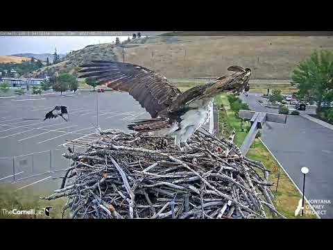 Iris Delivers Stick to Nest and Is Surrounded By Magpies | August 10, 2022 | Cornell Lab