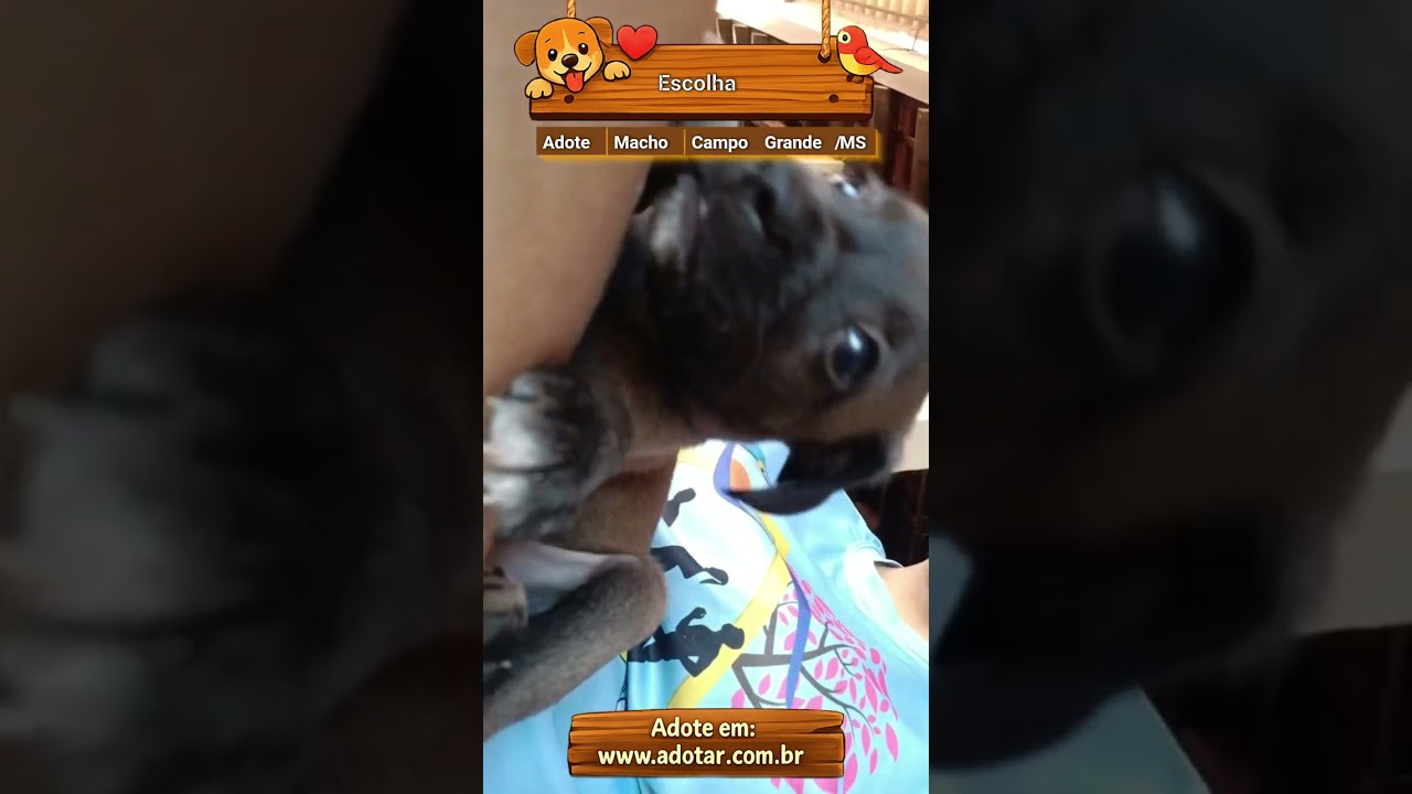 Cachorro raça SRD-ViraLata idade Abaixo de 2 meses nome Escolha