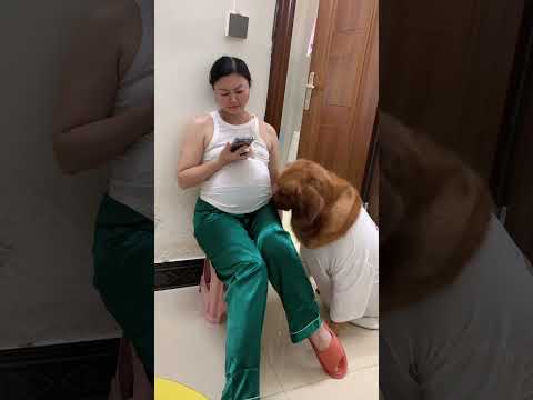 亲爱的别闹了 #狗狗 #狗子 #金毛 #旺夫女人
