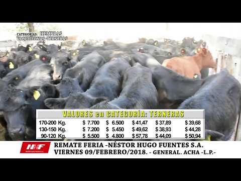 NÉSTOR HUGO FUENTES S.A. - VI-09-FEB-2018 - GRAL. ACHA - CAT.: TERNERAS -