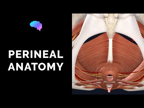 Anatomie des Perineums (3D-Tutorial) | UKMLA | CPSA | PLAB 2