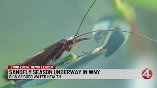 Interview: Sandfly season underway in WNY