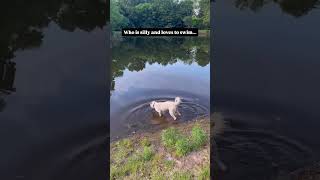 Video preview image #1 Labrador Retriever-Unknown Mix Puppy For Sale in Tabernash, CO, USA