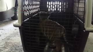 Traslada PROFEPA 2tigres de bengala al Gran Santuario Mexicano Jaguar Negro Tigre Blanco