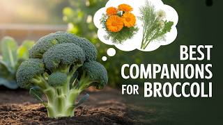 Pair Your Broccoli With These 10 Plants for Maximum Yield