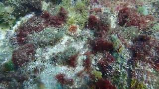 1090320七美漁業資源保育區水下探測拍攝