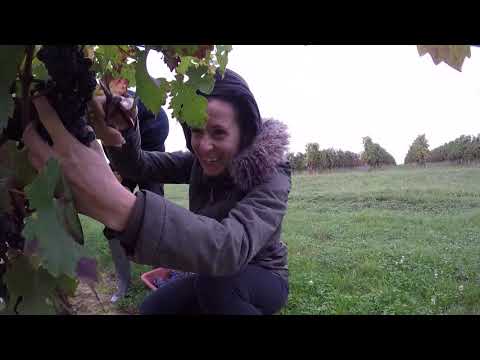 Vendanges au Château Haut Pradot