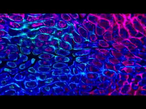 [SOLD] Falling In Reverse x Dropout Kings Type Beat - "Blasphemy" (Prod. by mattmakesmetal)