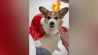 Best Funny Animals 2023 😂 Funniest Cats and Dogs 😻