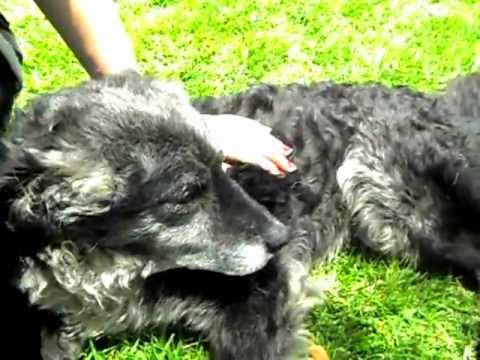 AMOR A LOS PERRITOS DE LA CALLE.7282191