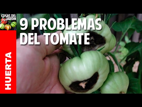 , title : '9 Problemas frecuentes en el cultivo de tomate y Soluciones - 9 Tomato problems @cosasdeljardin'