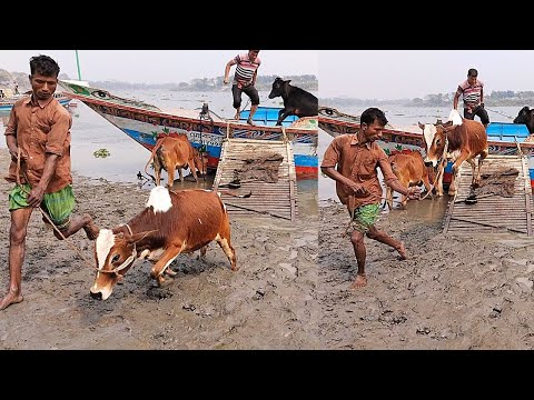 cow unloading cow activity, cow videos, cow video, big cow, goru hamba cow, Ept -151 |Thats Aminul