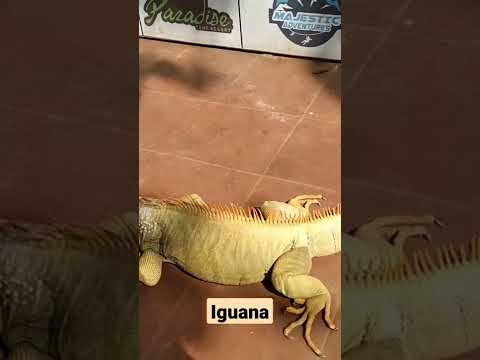 #Yashashree touching giant #Iguana | Giant #Lizard | Nashik Visit