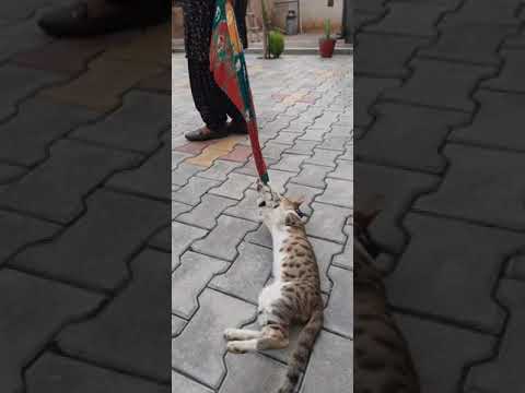 Oye Billi Raani | Kudrat De Sabh Bande | Nirmal Sidhu Music | #cat #love #billi #manno |