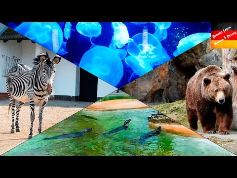 Потрясающий Берлинский зоопарк