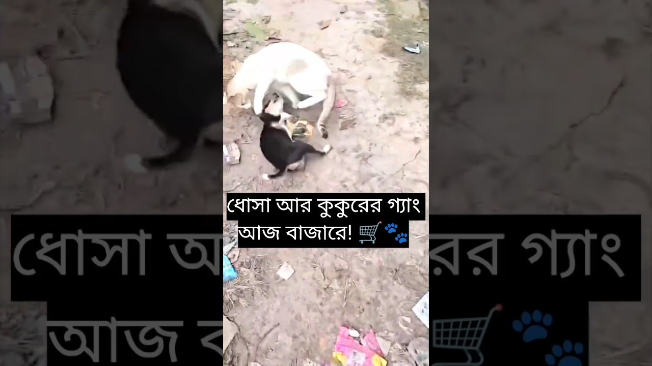 Dhosa, Cheku আর Raki আজ বাজারে গিয়ে একি করলো? 🐱🐶🛒 #shorts #funny