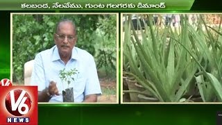 Sagubadi | Special Focus on Ayurvedic Medicinal Plants Cultivation l V6 News