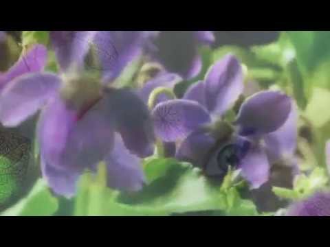 Rajzeri, Ljubice male