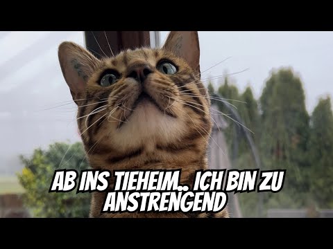 Bengal Katzen werden oft wieder verkauft oder im Tierheim abgegeben.. ￼