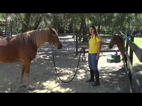 Yo Yo Game for Stable Moments Mentors