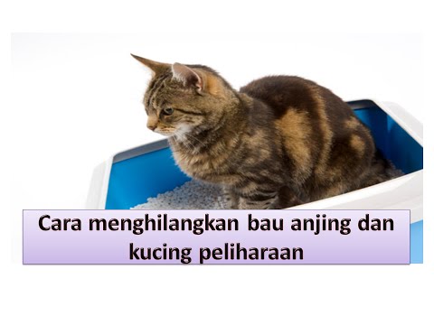Yohimbine untuk menurunkan berat badan Menurunkan berat badan dengan cuka dan baking soda