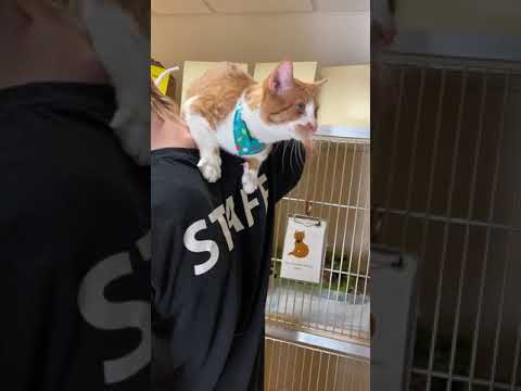 Hower | Cats for Adoption | Animal Welfare Association | Animal Shelter | Voorhees, New Jersey
